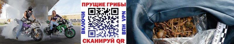 Галлюциногенные грибы ЛСД  Купить  Пересвет 